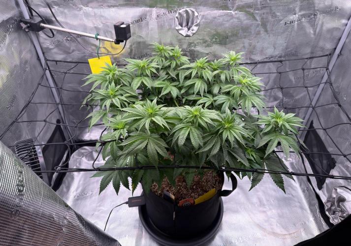 Scary Jane. Week 8 - Nov 25