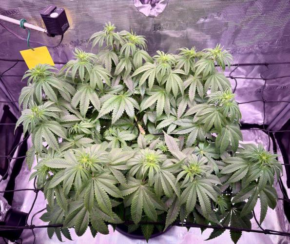 Scary Jane. Week 8 - Nov 28