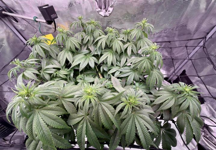 Scary Jane. Week 8 - Nov 28