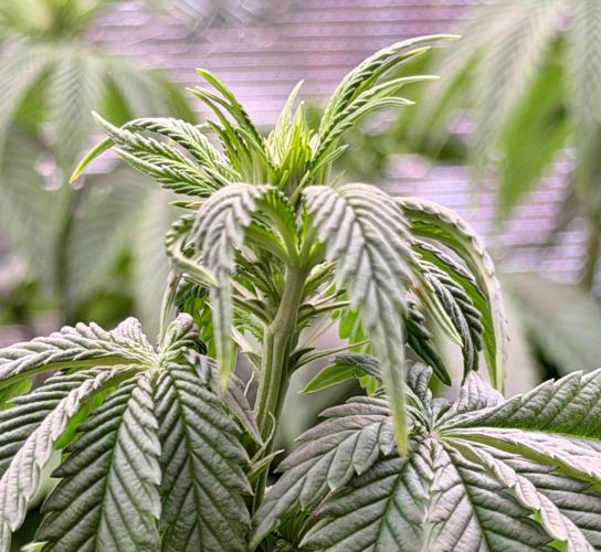 Scary Jane. Week 8 - Nov 28