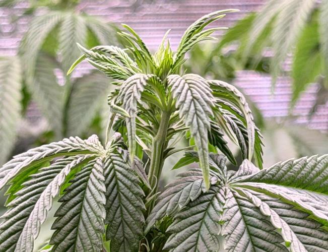 Scary Jane. Week 8 - Nov 28