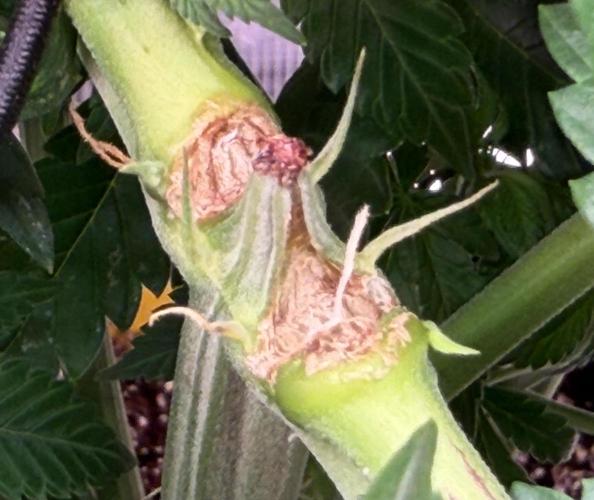 Scary Jane. Week 8 - Nov 28