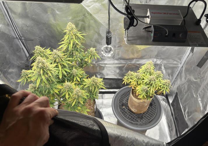 Kickass #2. Week 11 - KA on the right