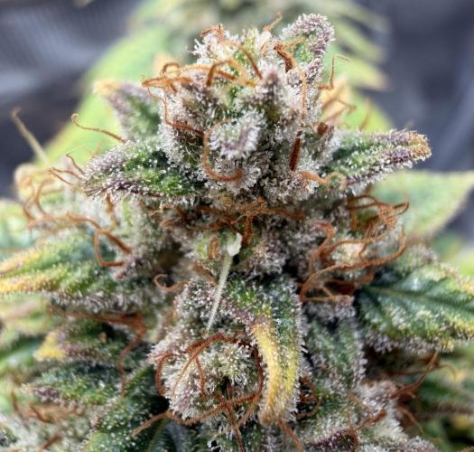 Kickass #2. Week 11 - Flirty eyes