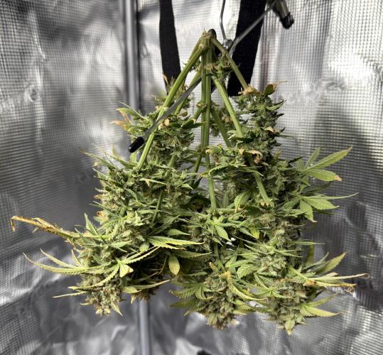 Kickass #2. Week 11 - Karate chopped her