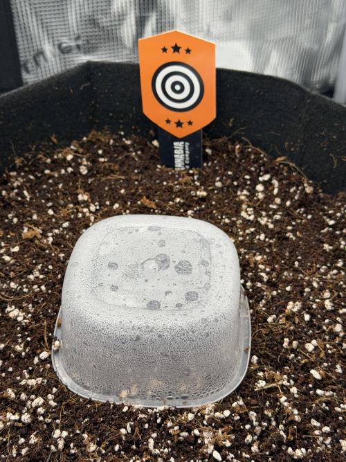 Best wishes Juan. Week 0 - Dec 1 humidity dome working as intended