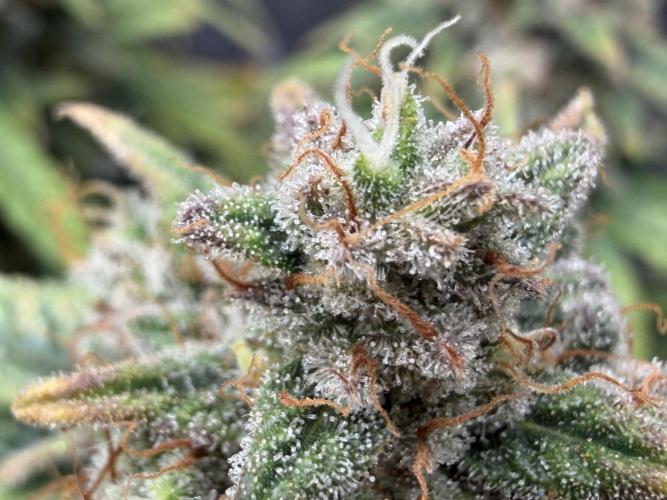 Getting Frosty with the Boys. Week 10 - Nov 28