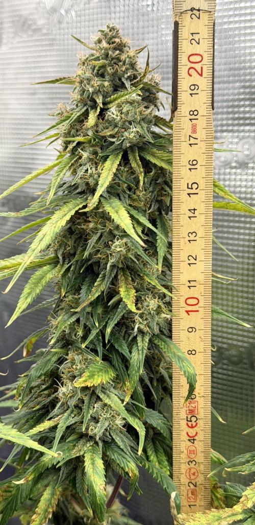 Getting Frosty with the Boys. Week 10 - Nov 28