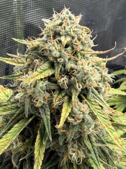 Getting Frosty with the Boys. Week 10 - Nov 30