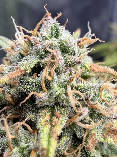 Getting Frosty with the Boys. Week 10 - Dec 1