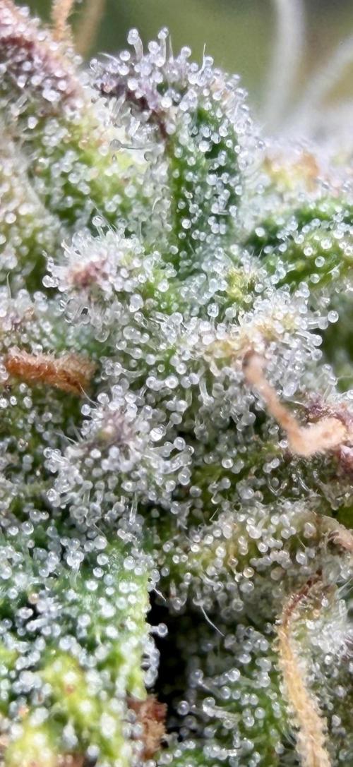 Getting Frosty with the Boys. Week 10 - Dec 3