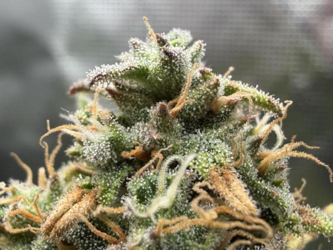 Getting Frosty with the Boys. Week 10 - Dec 5