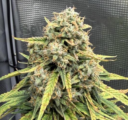 Getting Frosty with the Boys. Week 10 - Dec 5