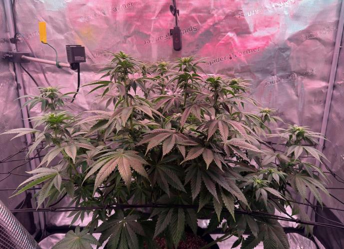 Scary Jane. Week 9 - Dec 5