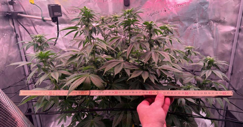 Scary Jane. Week 9 - Dec 5