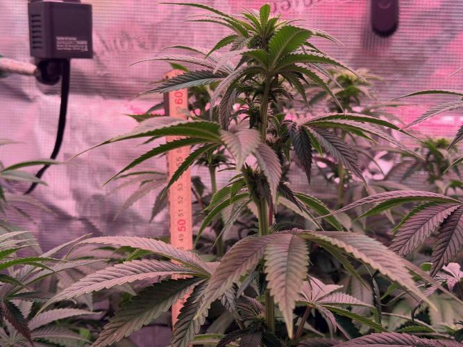 Scary Jane. Week 9 - Dec 5