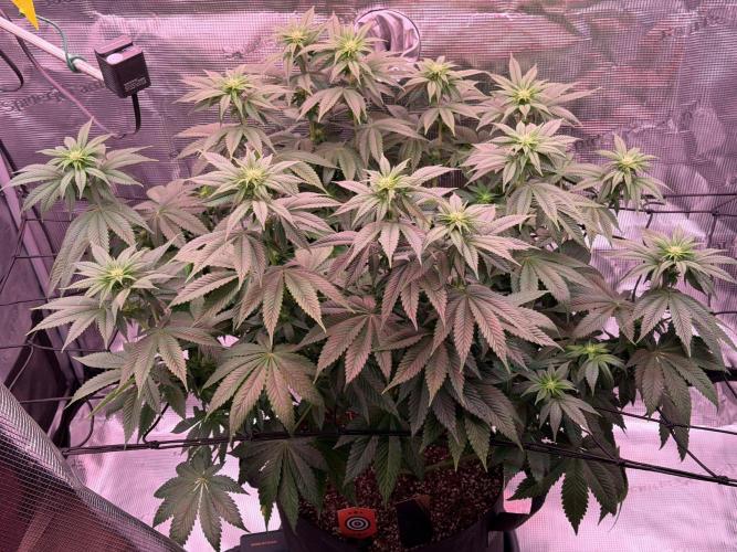 Scary Jane. Week 9 - Dec 5