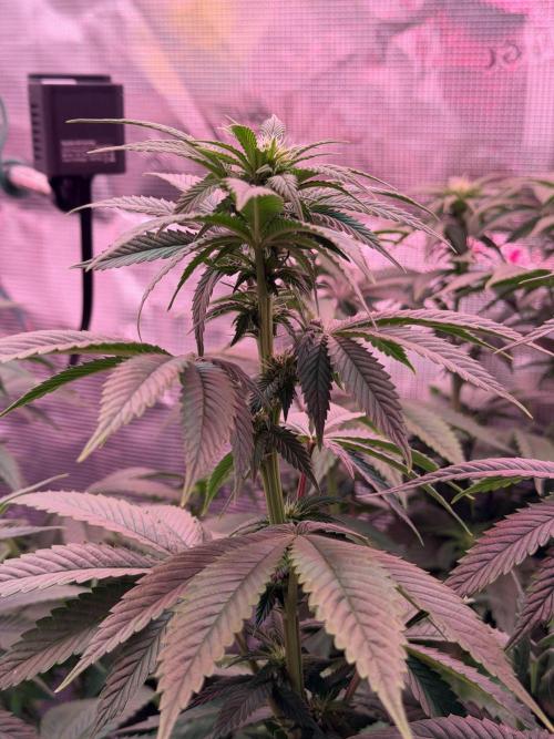 Scary Jane. Week 9 - Dec 5