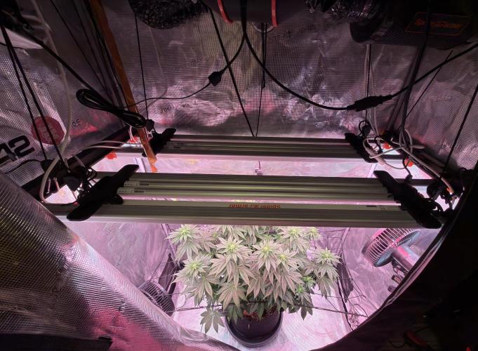 Scary Jane. Week 9 - Dec 5