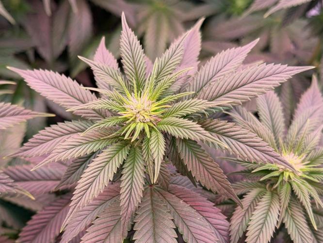 Scary Jane. Week 9 - Dec 5