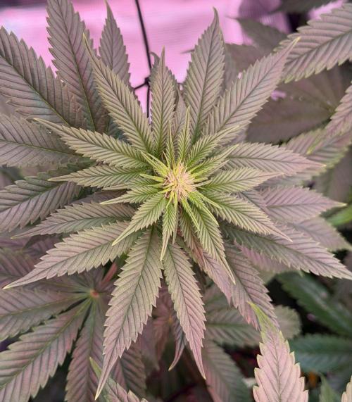 Scary Jane. Week 9 - Dec 5