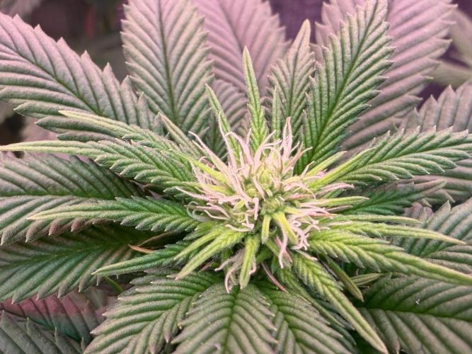 Scary Jane. Week 9 - Dec 5