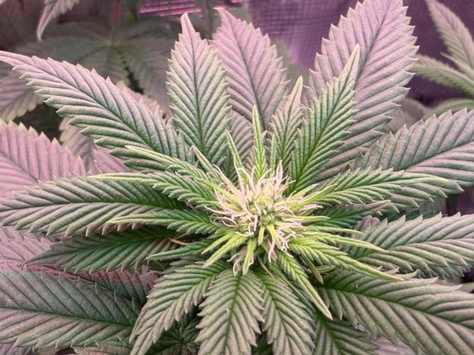 Scary Jane. Week 9 - Dec 5