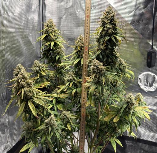 Getting Frosty with the Boys. Week 11 - Dec 10