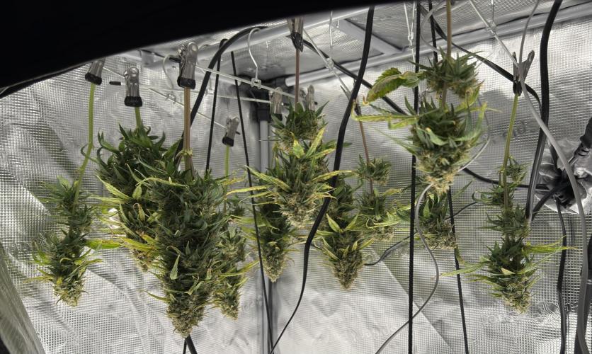 Getting Frosty with the Boys. Week 11 - Dec 10