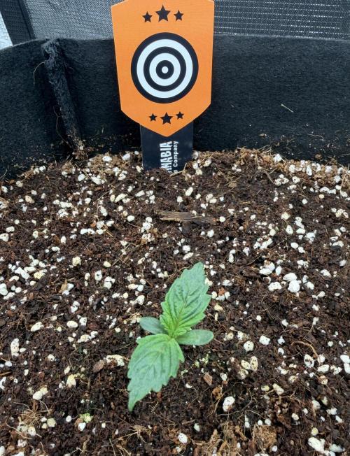 Best wishes Juan. Week 1 - Dec 8