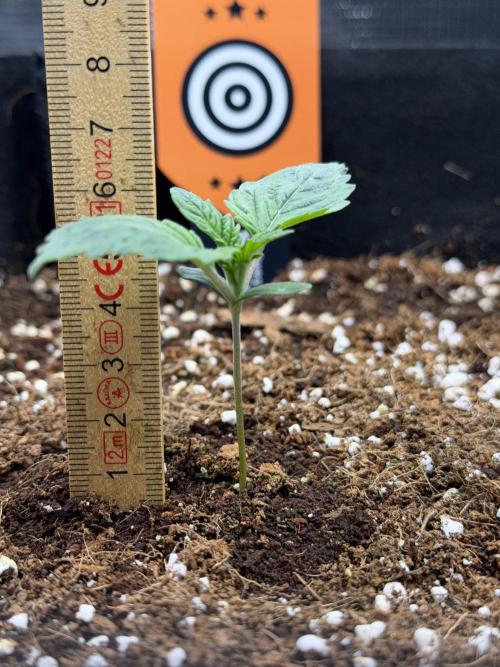 Best wishes Juan. Week 1 - Dec 12