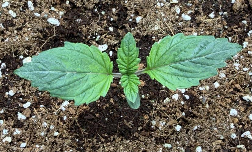 Best wishes Juan. Week 1 - Dec 12