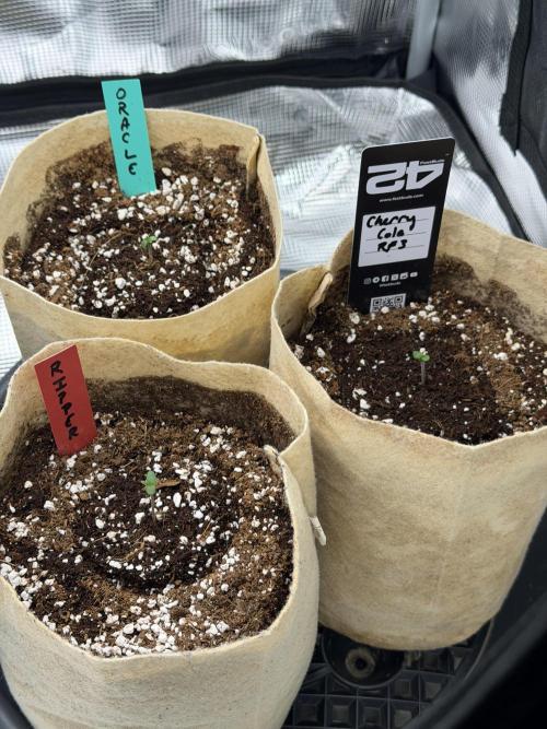 Baby Momma - Cherry Cola Auto RF3. Week 0 - Dec 13 germination