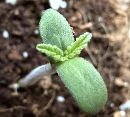 Baby Momma - Cherry Cola Auto RF3. Week 0 - Dec 13 the baby