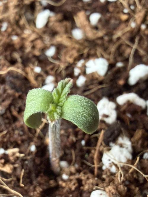 Baby Momma - Spain's Medicinal - Oracle. Week 0 - Dec 13