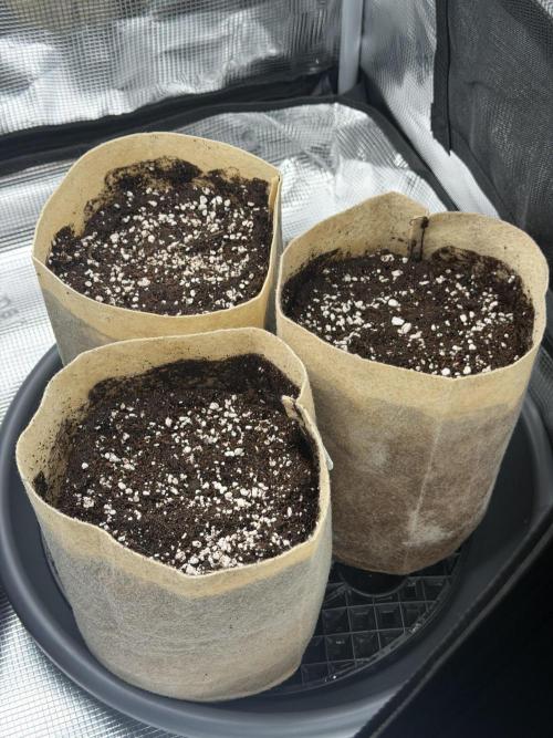 Baby Momma - Spain's Medicinal - Ripper. Week 0 - Dec 9