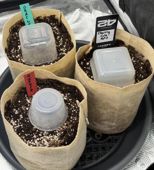 Baby Momma - Spain's Medicinal - Ripper. Week 0 - Dec 9