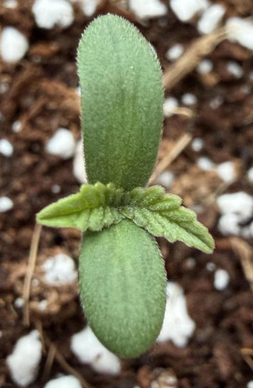 Baby Momma - Spain's Medicinal - Ripper. Week 0 - Dec 13