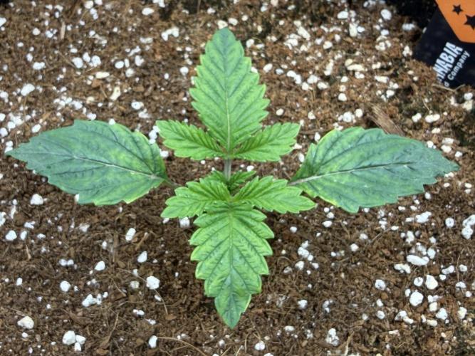 Best wishes Juan. Week 2 - Dec 15