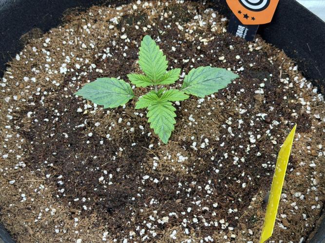 Best wishes Juan. Week 2 - Dec 15