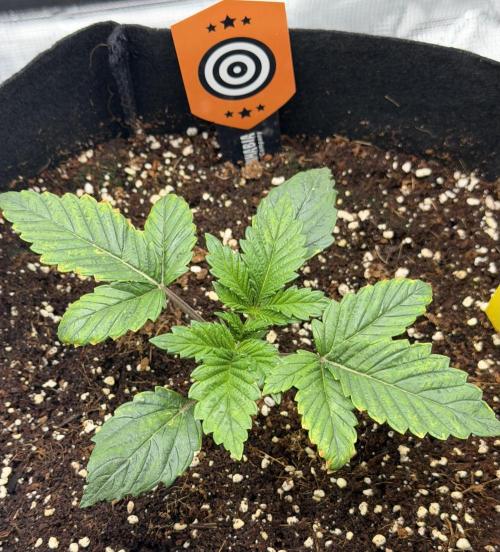 Best wishes Juan. Week 2 - Dec 19