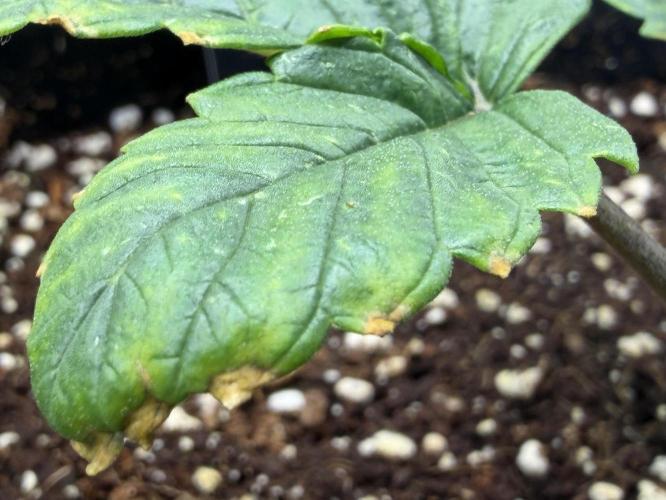 Best wishes Juan. Week 2 - Dec 19