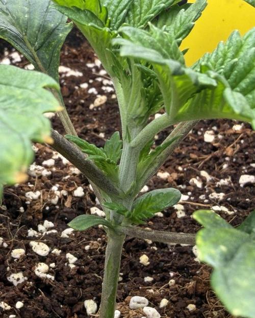 Best wishes Juan. Week 2 - Dec 19