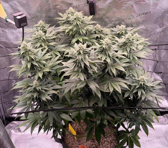 Scary Jane. Week 11 - Dec 19