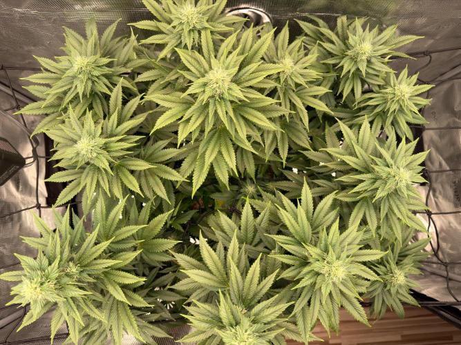 Scary Jane. Week 11 - Dec 19