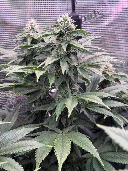 Scary Jane. Week 11 - Dec 19