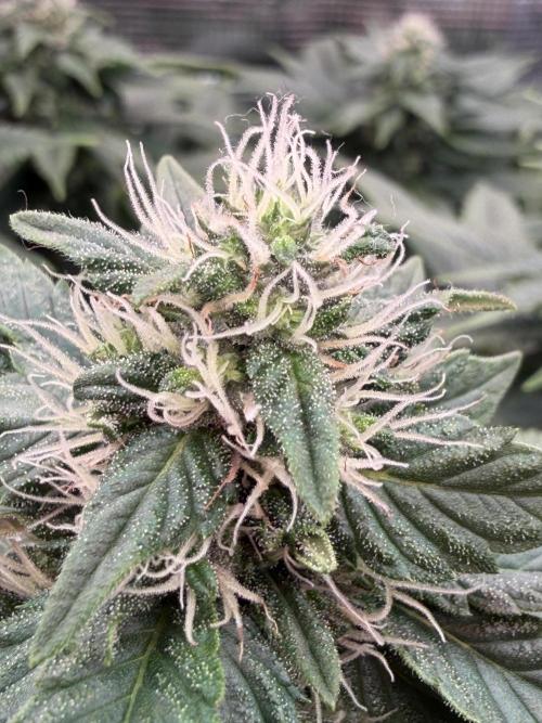 Scary Jane. Week 11 - Dec 19