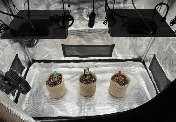 Baby Momma - Cherry Cola Auto RF3. Week 1 - Dec 16