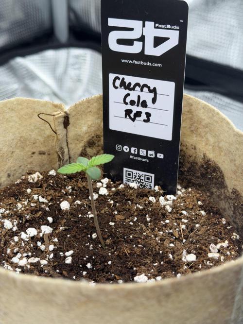 Baby Momma - Cherry Cola Auto RF3. Week 1 - Dec 16