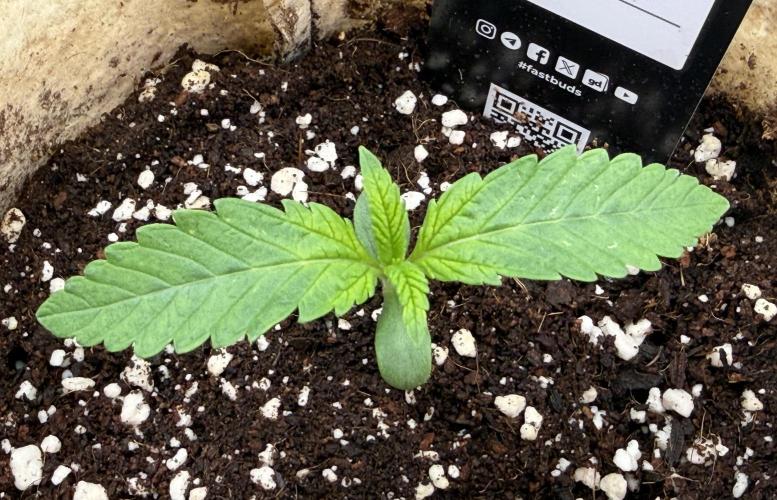 Baby Momma - Cherry Cola Auto RF3. Week 1 - Dec 20